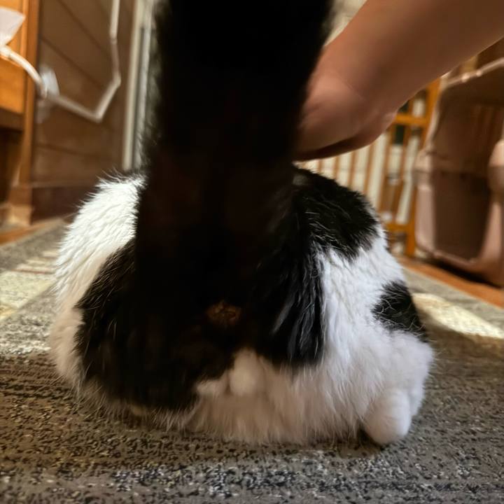 Fb2dba5d deaa 4b64 b2bb bbdea30e5951 1730682387953