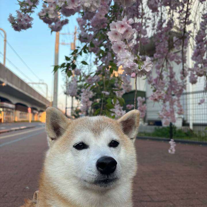 Fb31e236 a0a2 446f b614 d871702b85be 1744316275884