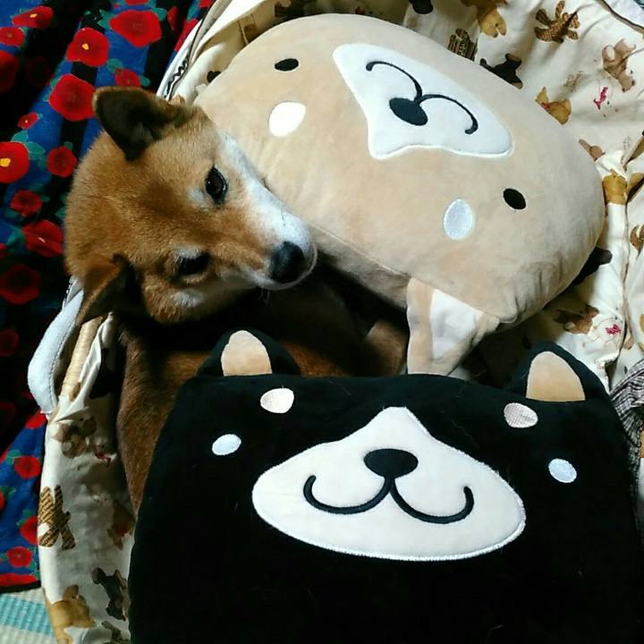 Fb364644 2bd3 4f03 819d 241fb66997a0 1543240426936