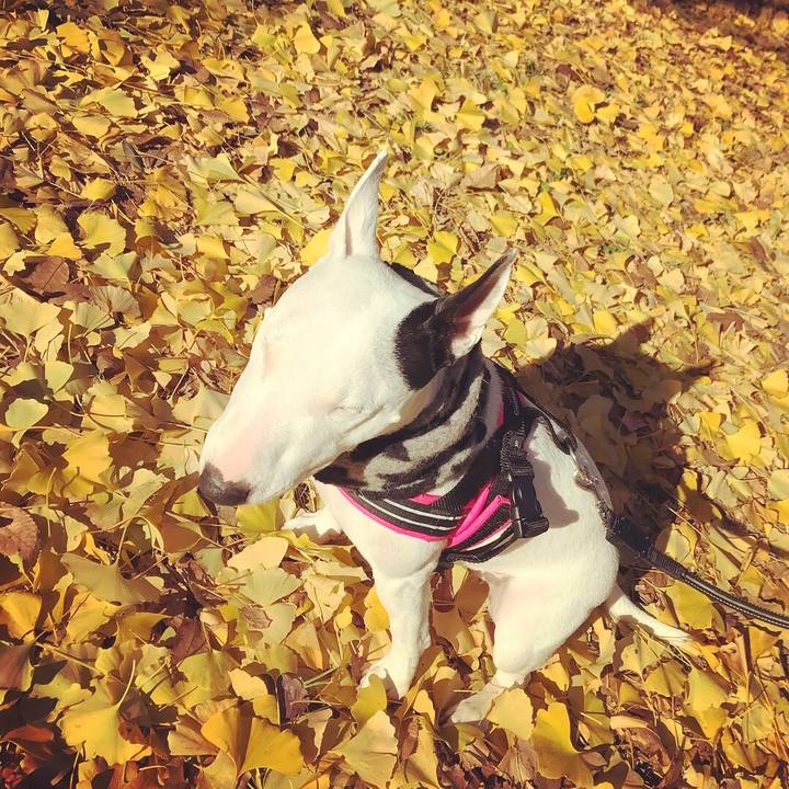 Fb3811fa 3926 49be a065 c228e4fbdc3d 1512272433992