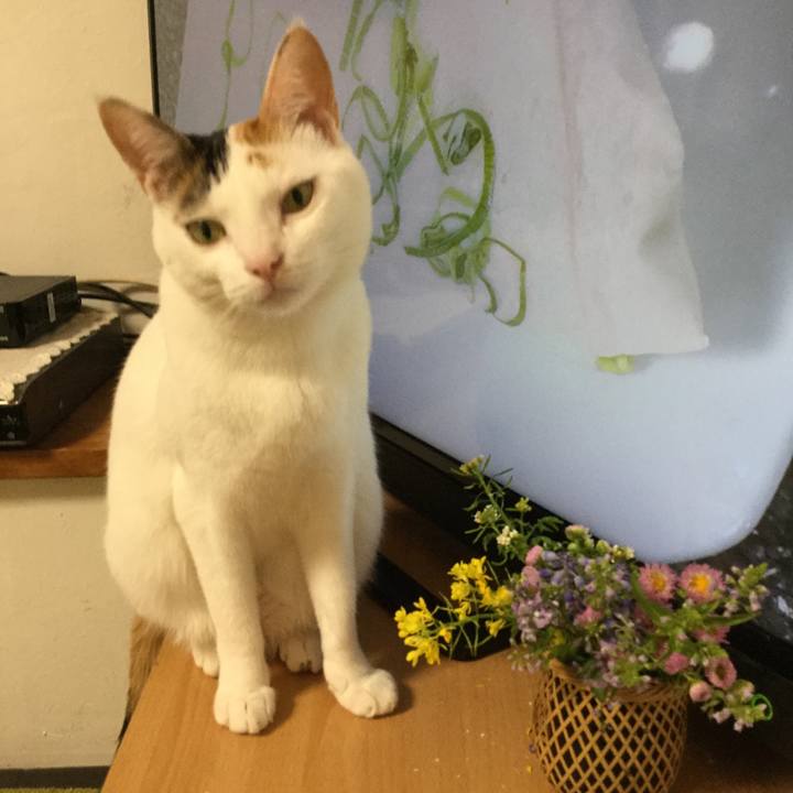 Fb383232 828c 42ae ad8b 74f7c7e9ae0d 1587085231840