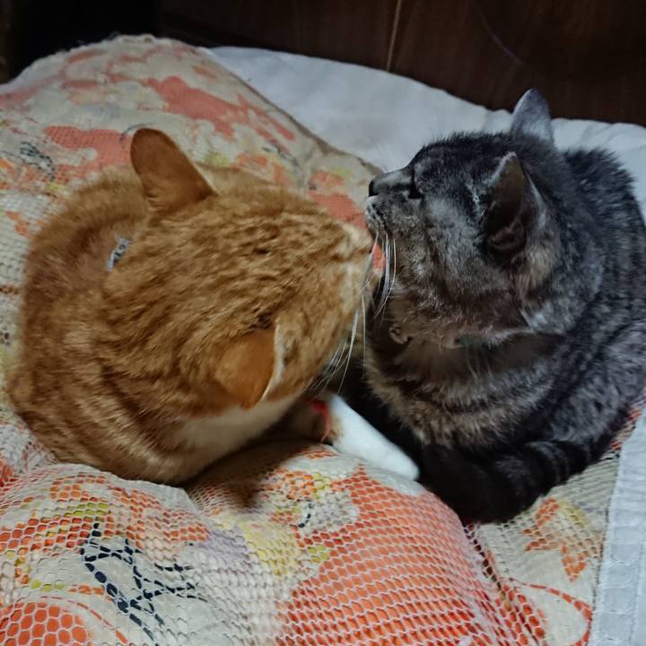 Fb3cf11c b34b 4d2c 820e 7fcc672897d1 1573735548998