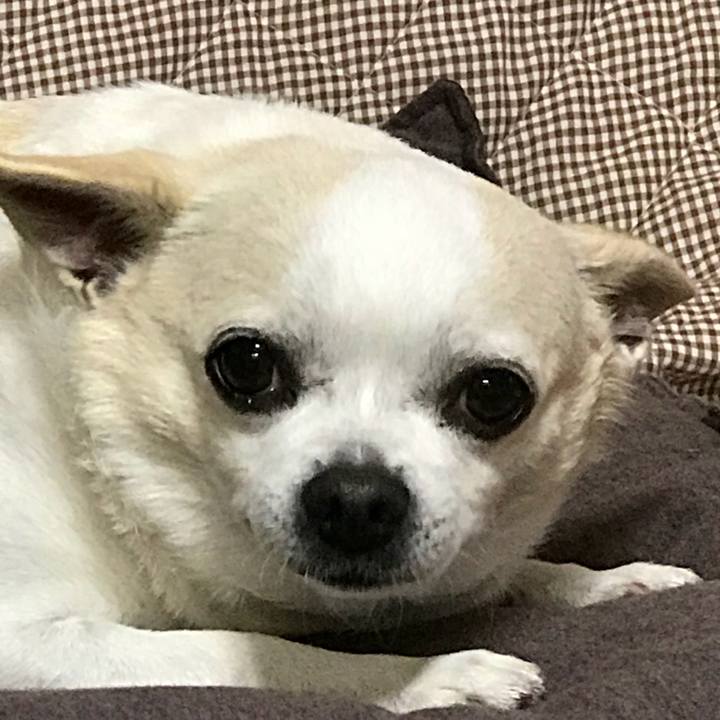 Fb3d9a08 c2f3 4413 8178 81eb6179b95f 1510922083585