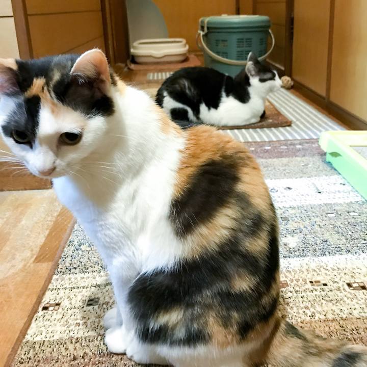 Fb448c0c 245f 4606 8857 57001d55d3b5 1529202802269