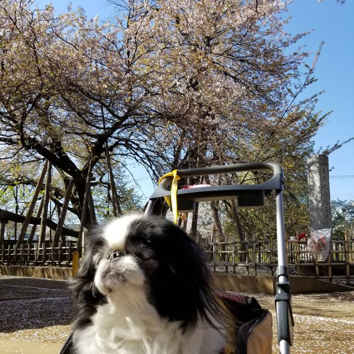 Fb4499cb 15b6 450d ab2d bd5b026f59c9 1555145762627