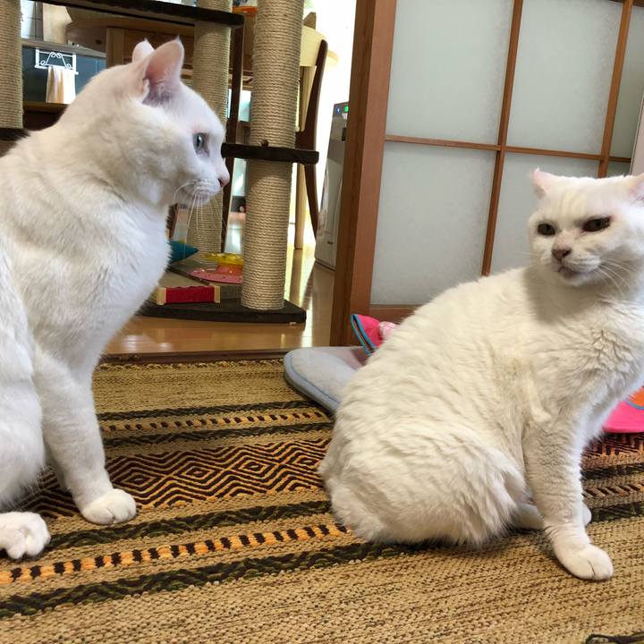 Fb44cb01 7649 4004 ba91 c3e6b42d0899 1528163360613