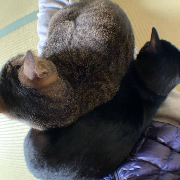 Fb45230d 8c67 4a89 b5e5 e86d6166424a 1587174614573