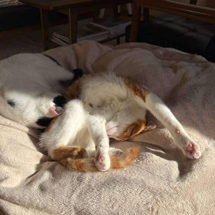 Fb4a6f28 0ad3 4d9a a204 e22f39ab6576 1765409333489