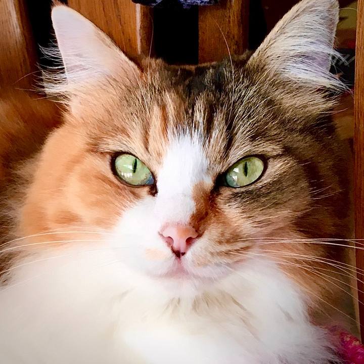 Fb4c714c 060b 465a a2aa ae32c71fba5f 1571725062478