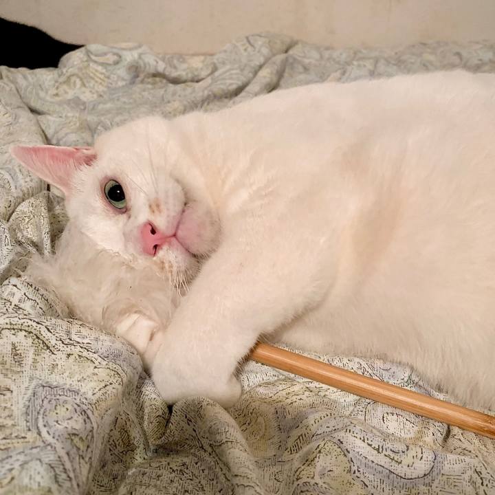 Fb5a9f0f 2ec3 4a7f 9e0c 0e3d41382ed1 1665928094676