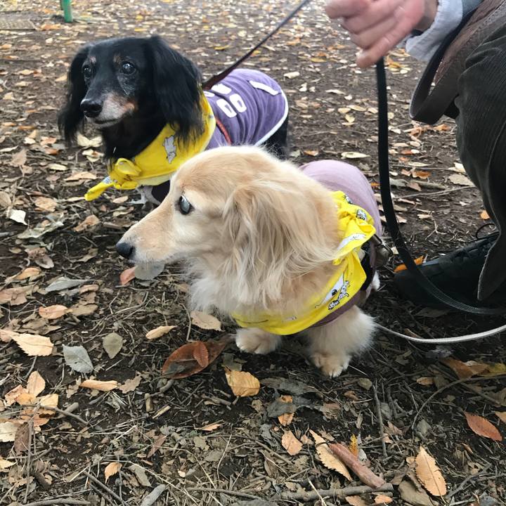 Fb6278be 3ecb 415a bb76 ac6792d53993 1509154881499