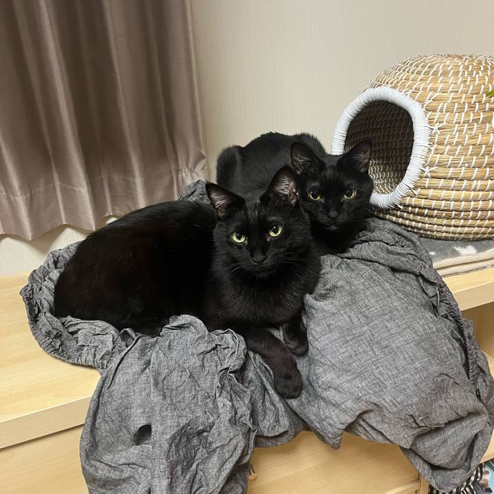 Fb697460 ccbf 46cc a130 680847cbab3d 1742386906999