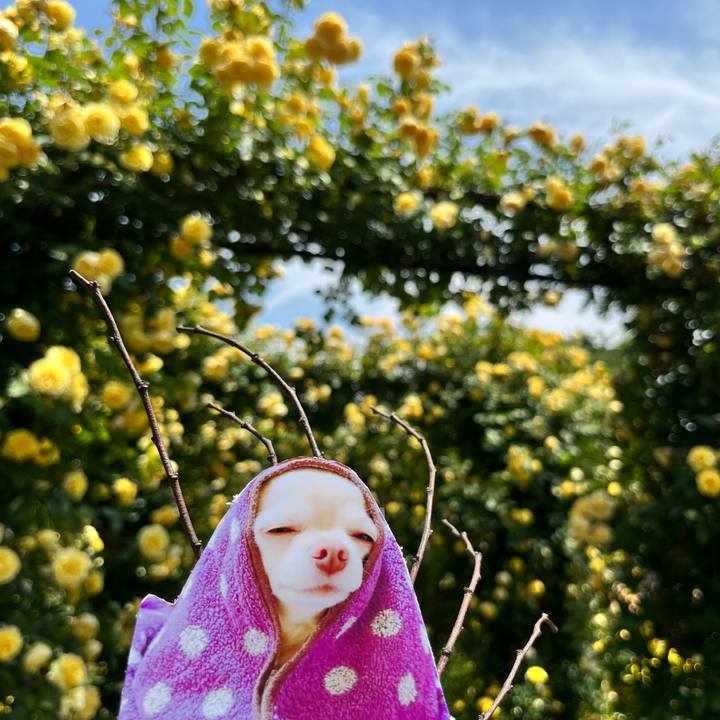 Fb6a5532 2db0 40f4 afb9 ad47ad22949f 1653188669713