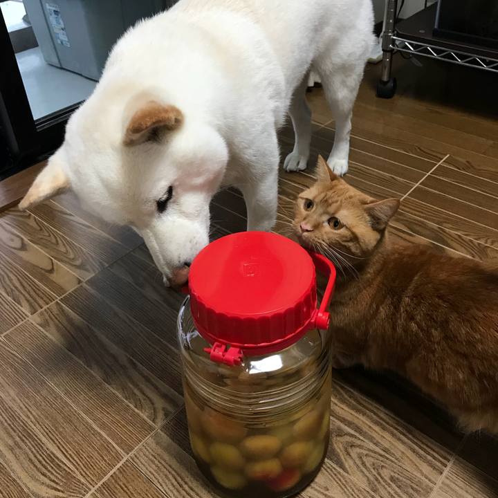 Fb6c0675 b6d4 437a ab02 330c41df9eb7 1528794741036