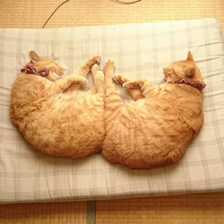 Fb6c3a4c 95eb 494d bd33 06672a00ebf5 1528254867018