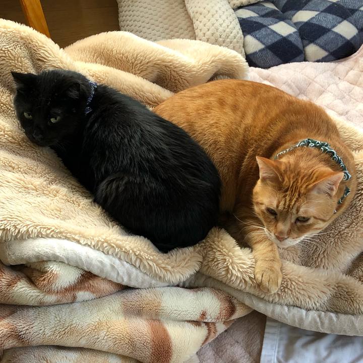 Fb706f86 df1d 4d51 b673 4e7abc274d54 1559972917192