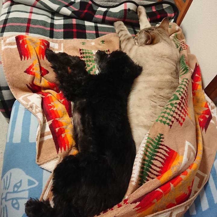 Fb85e24a 456c 492e 8ab4 773dc1eb6a0c 1557408390166