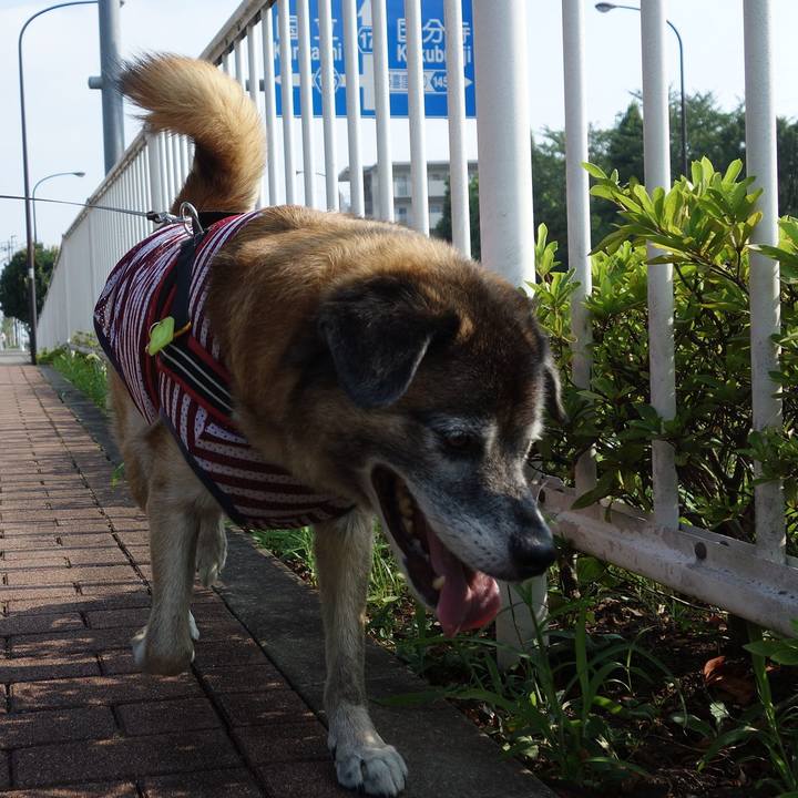 Fb8d7942 7e14 425d 8599 455be3279c8e 1533430278864