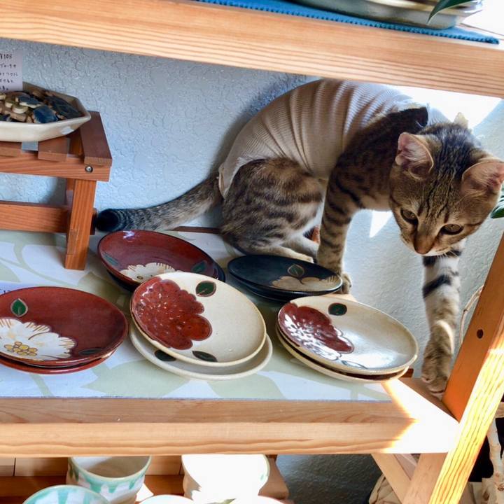 Fba10b36 12f9 4042 a7ec efc3f6b00b25 1582175637439