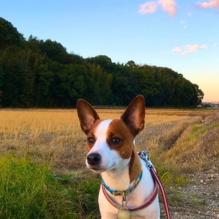 Fba2b251 63f8 4bab abf0 26c8cdb46c46 1510412455122