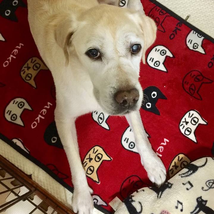 Fba9a118 fa27 47cc 9423 2b86d739b426 1547340443207