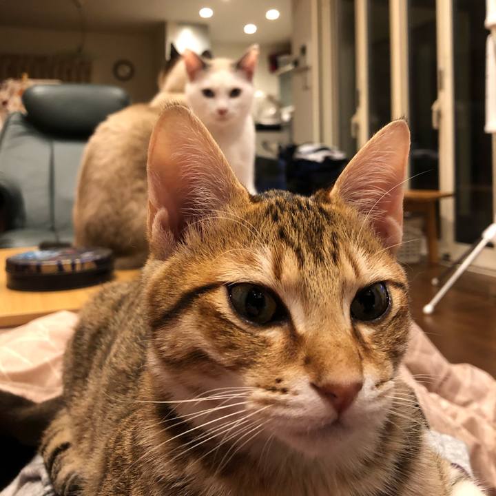 Fbaa63ae 0639 4281 b829 bca243221843 1548061102918