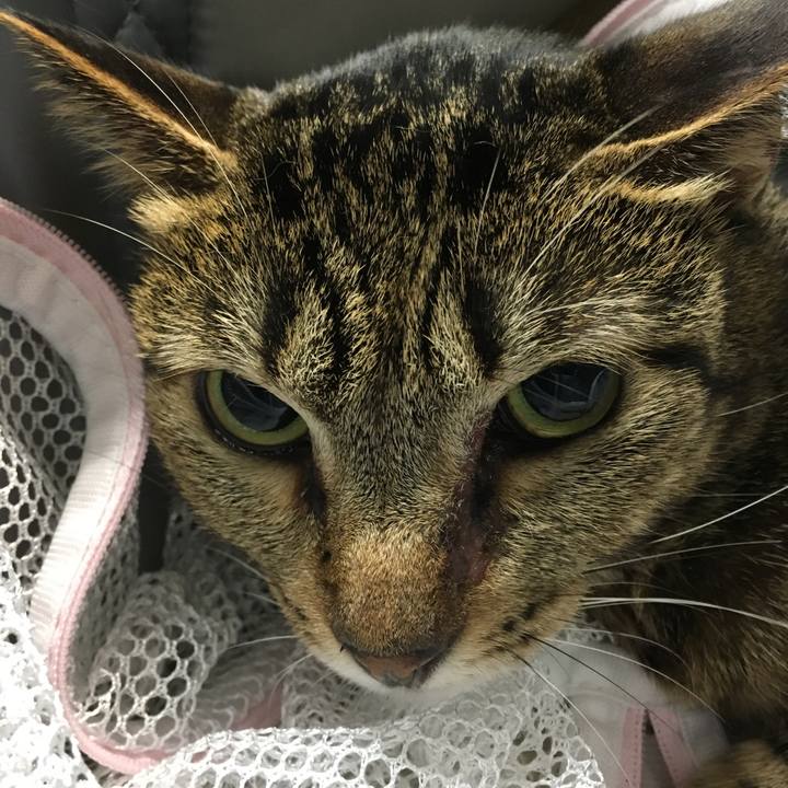 Fbaae58e 0d81 49e9 81bd aa76f2290111 1539761812477