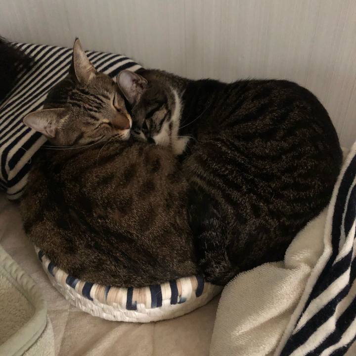 Fbab1648 59c7 406d a069 5f5443bfa26b 1572904084051