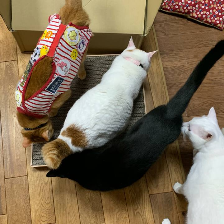 Fbafb400 5c66 4c6e 8425 1f1a2d6bd7df 1589885653330