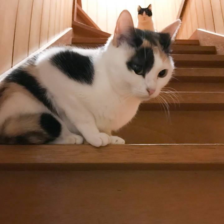 Fbb2c274 0eec 4cf5 a5ae d572a400604f 1513085321009