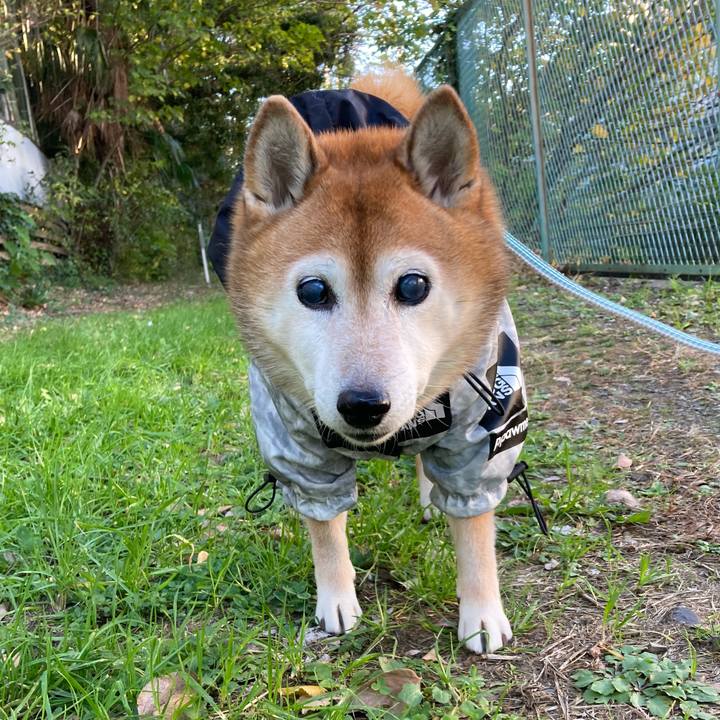 Fbb9fa4a f183 417e a9f7 037b3fbf0901 1731973750965