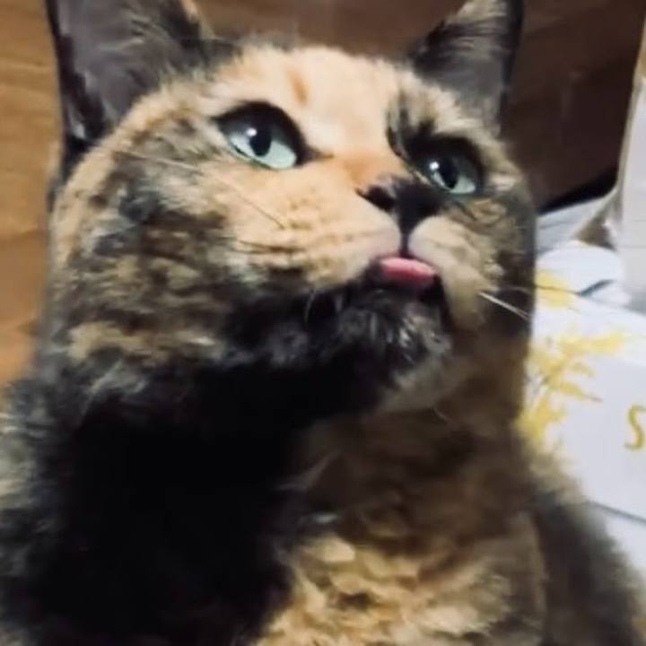 Fbbb3398 ad5d 4449 88a0 b29a90eebd7b 1731058436727