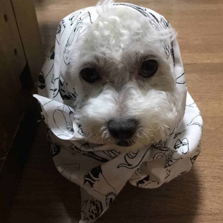 Fbbb39ec 3b3c 4b45 95f1 33dcf4b9a95d 1536055363558