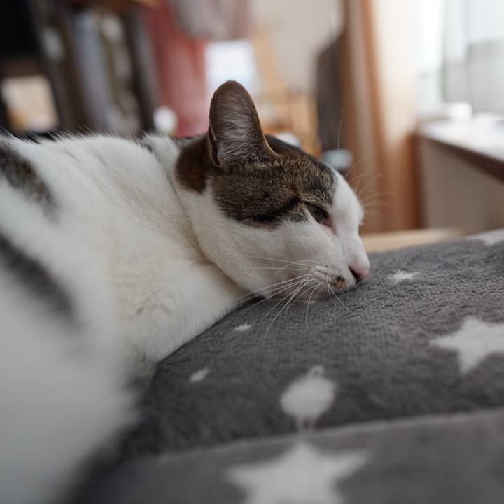 Fbc0f98a 6731 4270 8338 1a6d13e4bd39 1543880000471