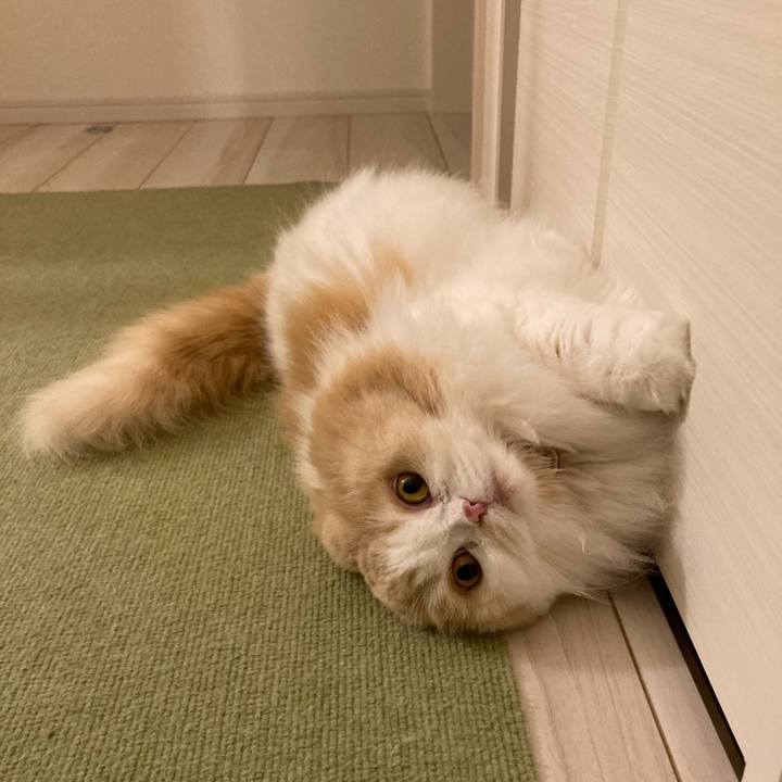 Fbc5c1cb 8620 43e7 8bac 62108173d5a9 1620601778108