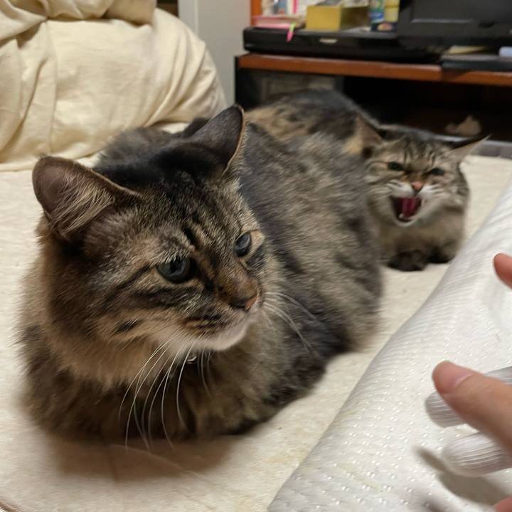 Fbc5f915 b695 46af a92e 76a9c82f10c8 1762178391408