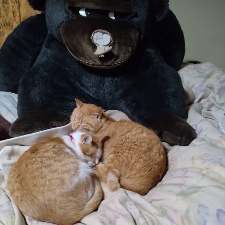 Fbc6b76e b7df 4bd5 bb1d 74c941fe15f8 1746518964811