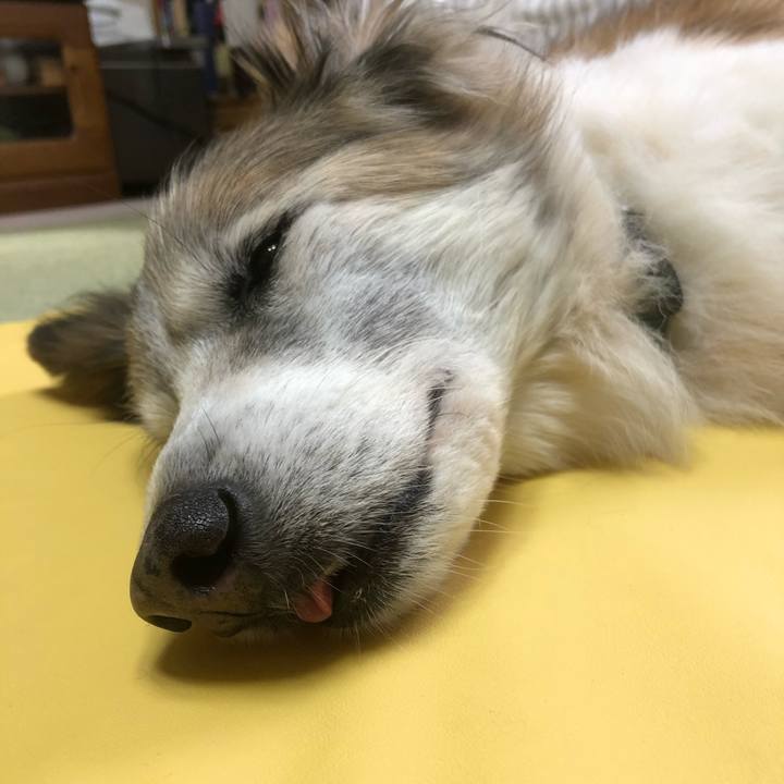 Fbcb0d8a d006 472d a95e a79114b43f69 1541220348045