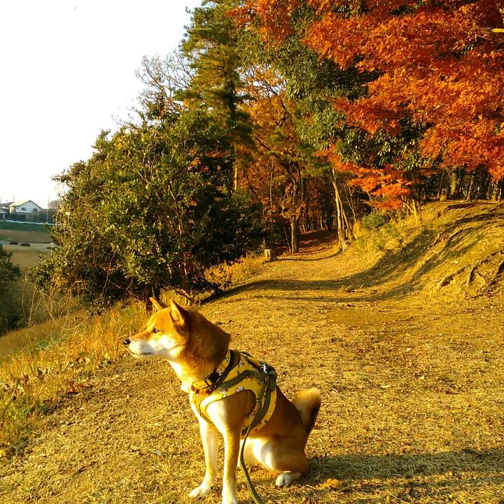 Fbd0b426 53be 4bdb bb84 21dedd07b551 1511939767725