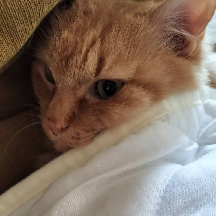 Fbd4c082 c52a 4940 8d04 706869a32333 1767306494622