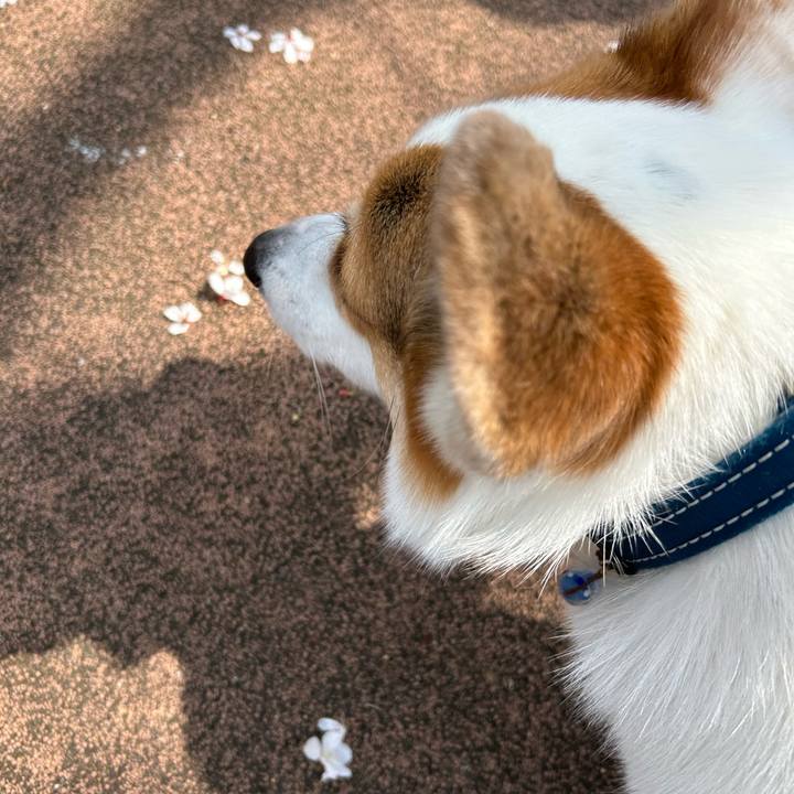 Fbd812e0 25f6 4980 b6aa f0ee198b9065 1774668242813