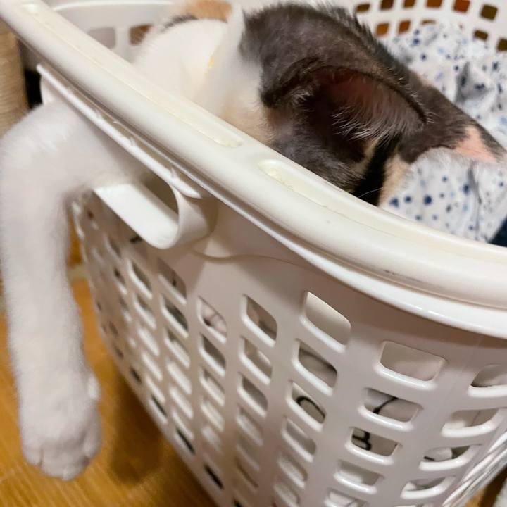 Fbd991d2 1ba1 4263 a25e 1ddd2e903e54 1660044805823