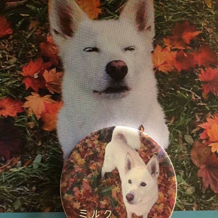 Fbd9ba7a 3176 4386 bfa0 65869c82b531 1535802580401