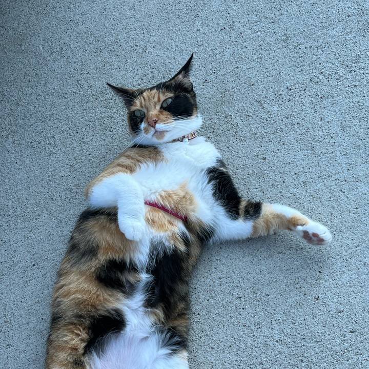 Fbdaa679 556f 412d aefc ea0a75777015 1690502605691