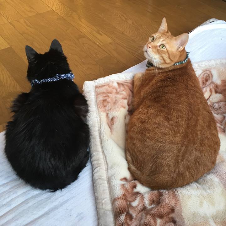 Fbdf6418 6790 4ec8 b12c 525f96f13fae 1552170254859