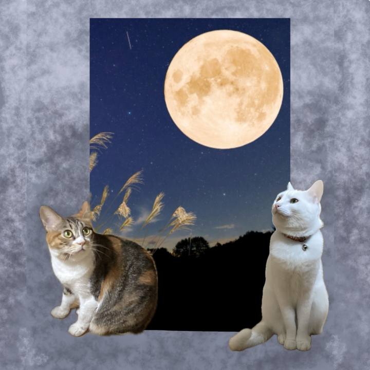 Fbe0fa18 06c9 445e b6d5 58f4ceffd082 1726443262378