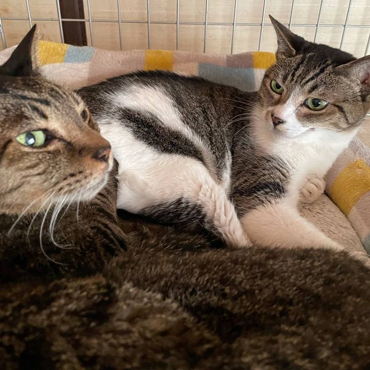 Fbe26baf 654c 426c a445 8d922b22bd41 1630458920583