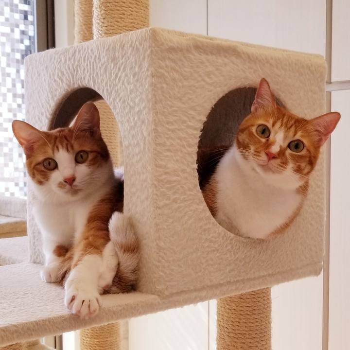 Fbe65a61 b117 4bf7 912d b8758289796c 1540735503569