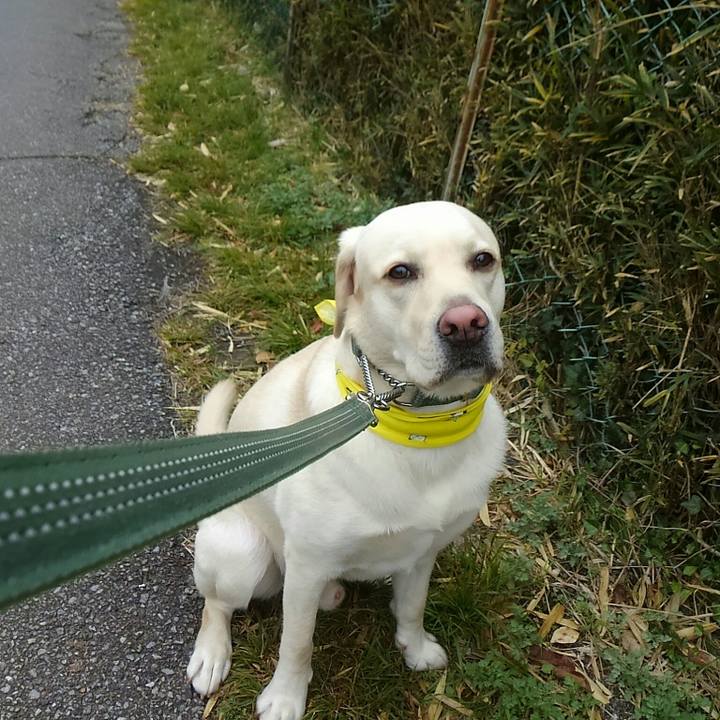 Fbe85091 61ff 4c92 bcec d8515f885c85 1510968780929