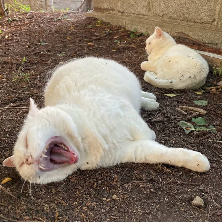 Fbefa83f 064d 47b6 b68f c6a3035626b7 1623057369430